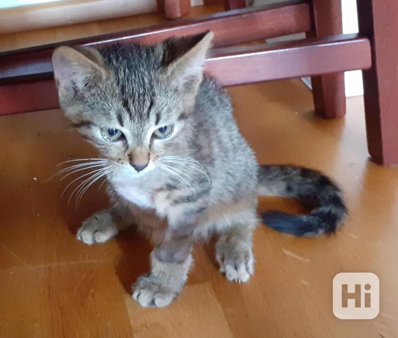 Jmenuji se Honzík a mám jen 3 nožičky. Pravou přední - foto 1