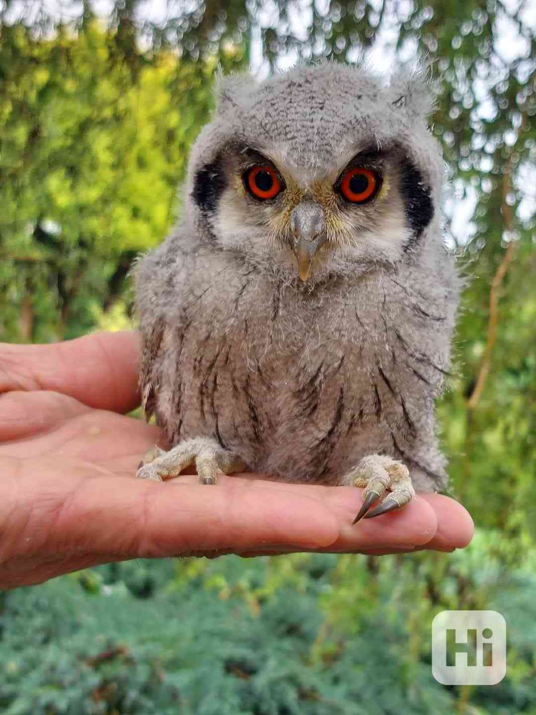 Výreček bělolící (Ptilopsis leucotis) - foto 1