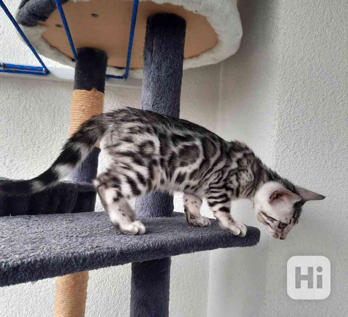 Bengálská kočka koťata s PP  - foto 1