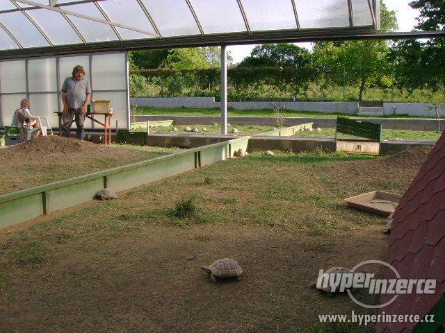 Prodám mláďata suchozemských želv + vybavená terária - foto 9