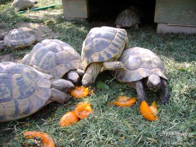 Prodám mláďata suchozemských želv + vybavená terária - foto 15