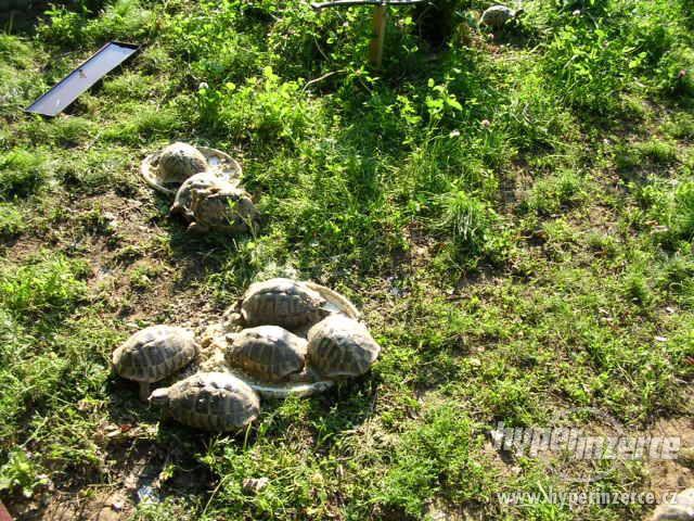Prodám mláďata suchozemských želv + vybavená terária - foto 19