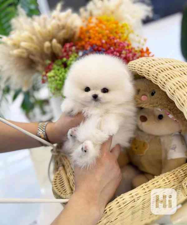 Štěňata pomeranianů připravena k odběru. - foto 2