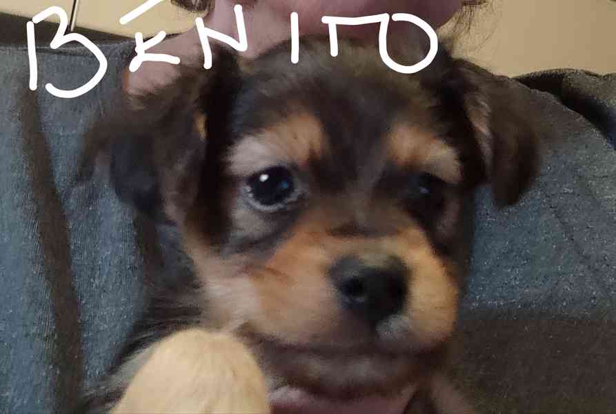 Štěňátka  - foto 13