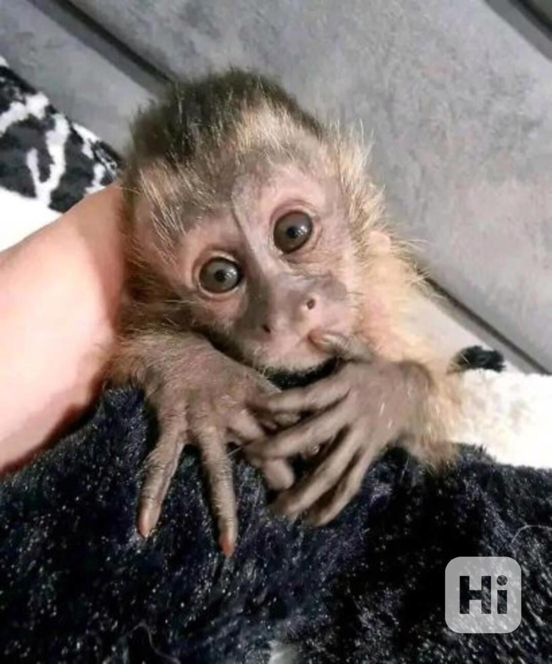 Nejlepší kapucínské opice - foto 1