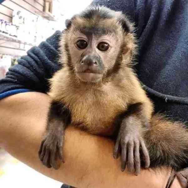 Nejlepší kapucínské opice - foto 2