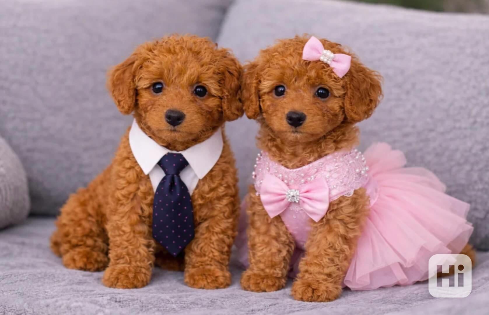 štěňata miniaturního Pudl - foto 1