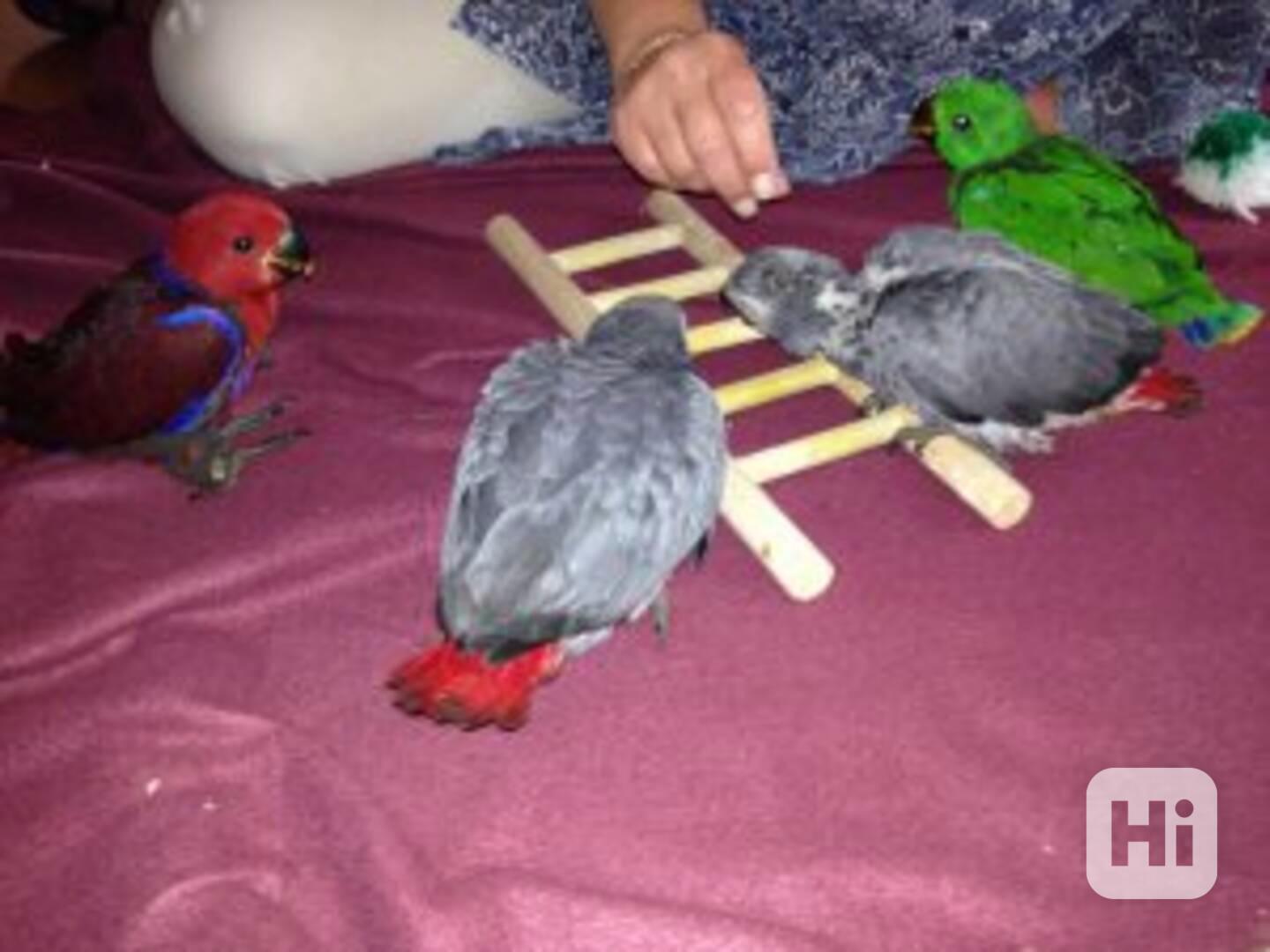 Papouščí ptáci a papouščí vejce k prodeji - foto 1