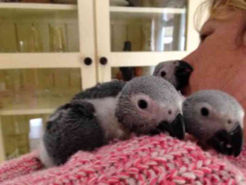 Papouščí ptáci a papouščí vejce k prodeji - foto 2