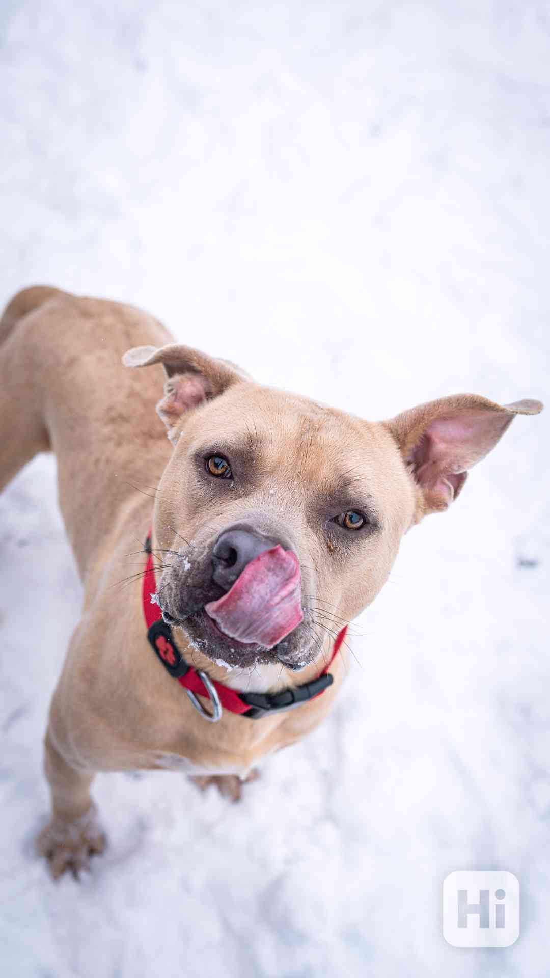 Floky - xbull, 1 rok a půl, aktivní blázen  - foto 1