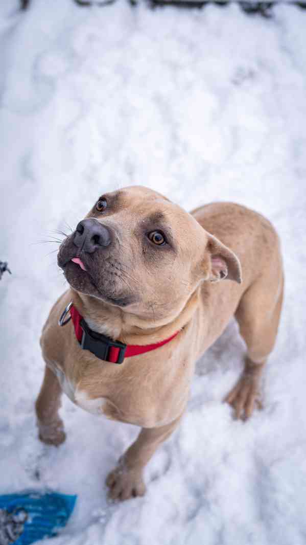 Floky - xbull, 1 rok a půl, aktivní blázen  - foto 6