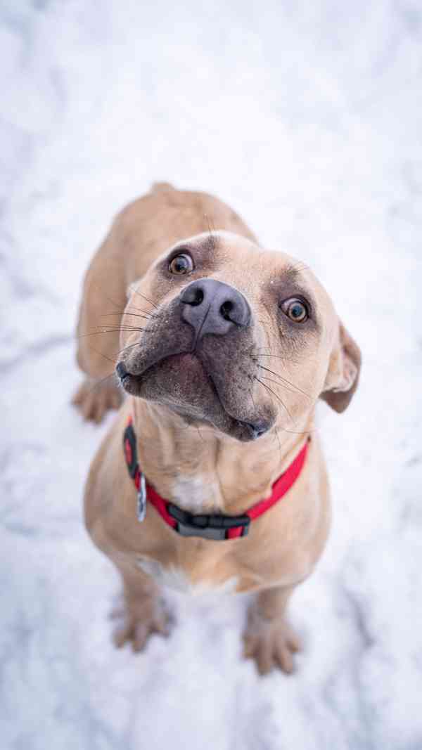 Floky - xbull, 1 rok a půl, aktivní blázen  - foto 5