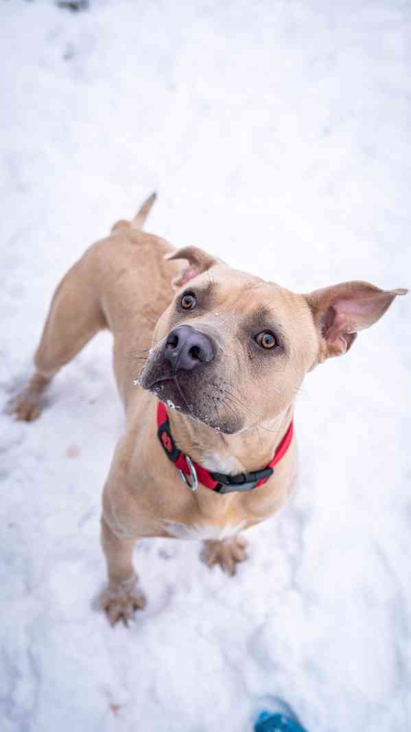 Floky - xbull, 1 rok a půl, aktivní blázen  - foto 4