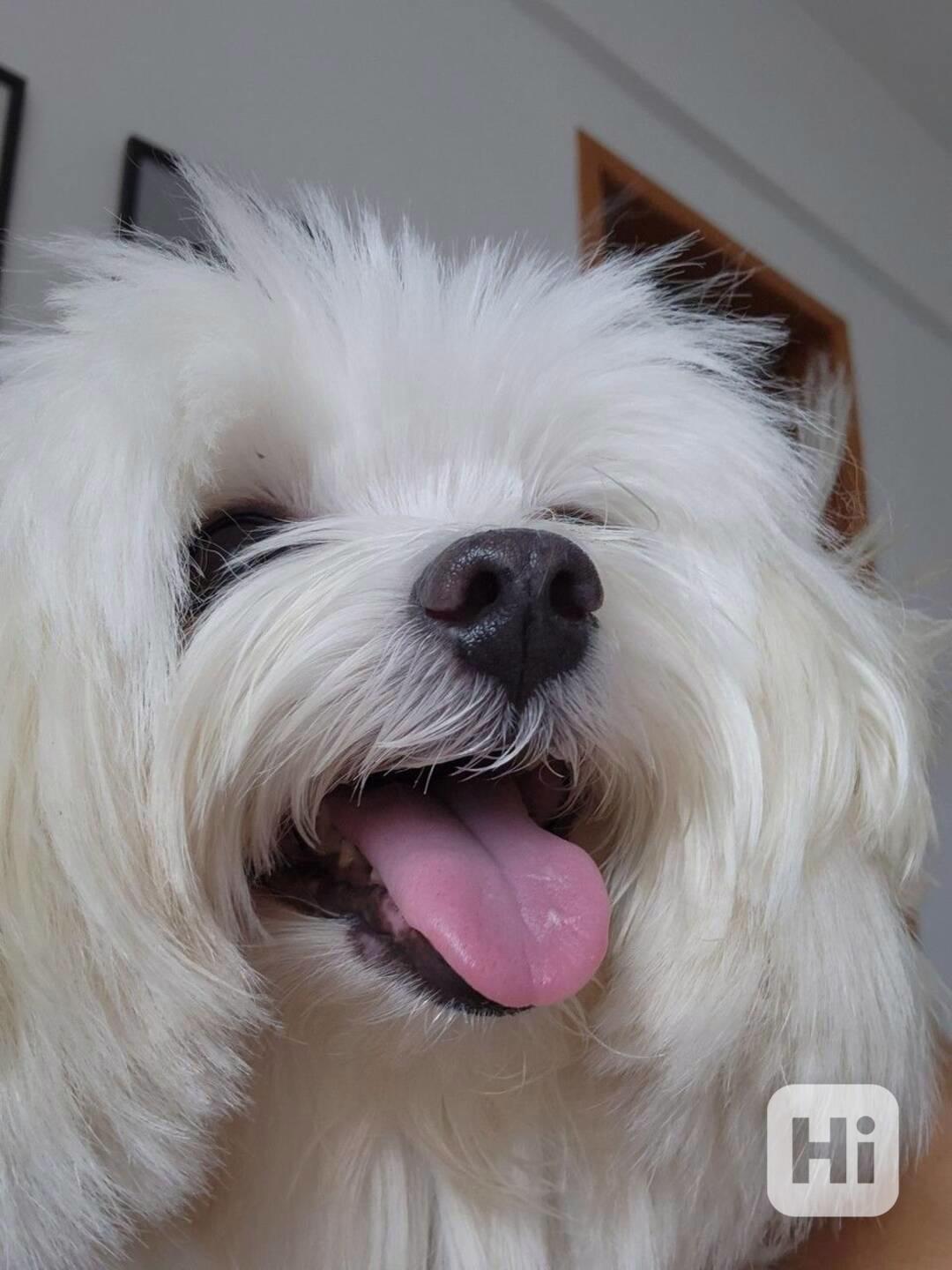 Geweldig nieuws! Nieuwe Havanese pups zijn klaar om naar hun - foto 1