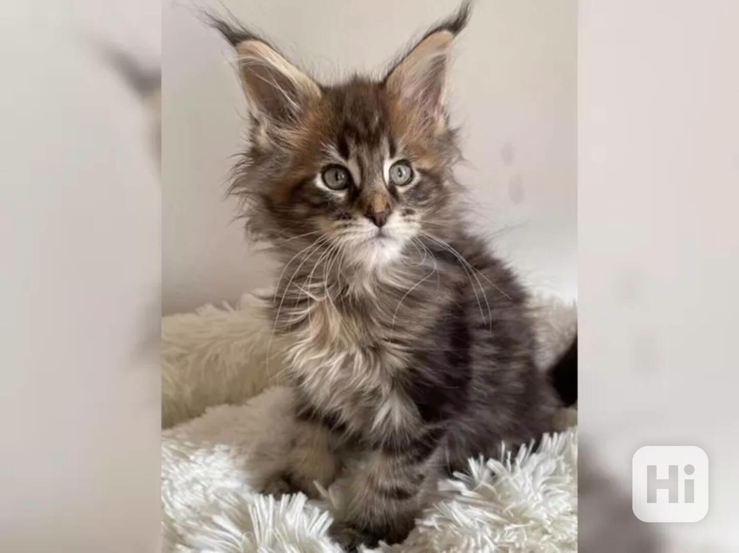 Mainská mývalí kočka s PP - foto 1