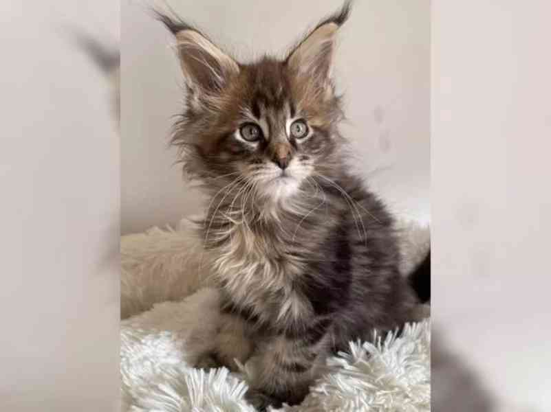 Mainská mývalí kočka s PP - foto 1