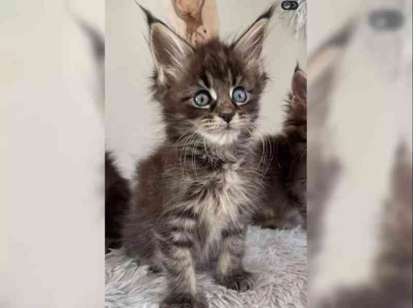 Mainská mývalí kočka s PP - foto 3