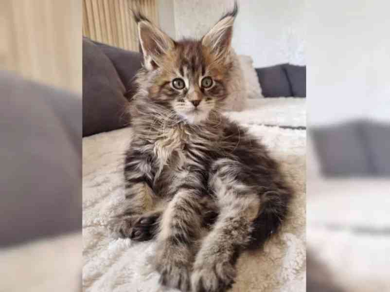 Mainská mývalí kočka s PP - foto 2