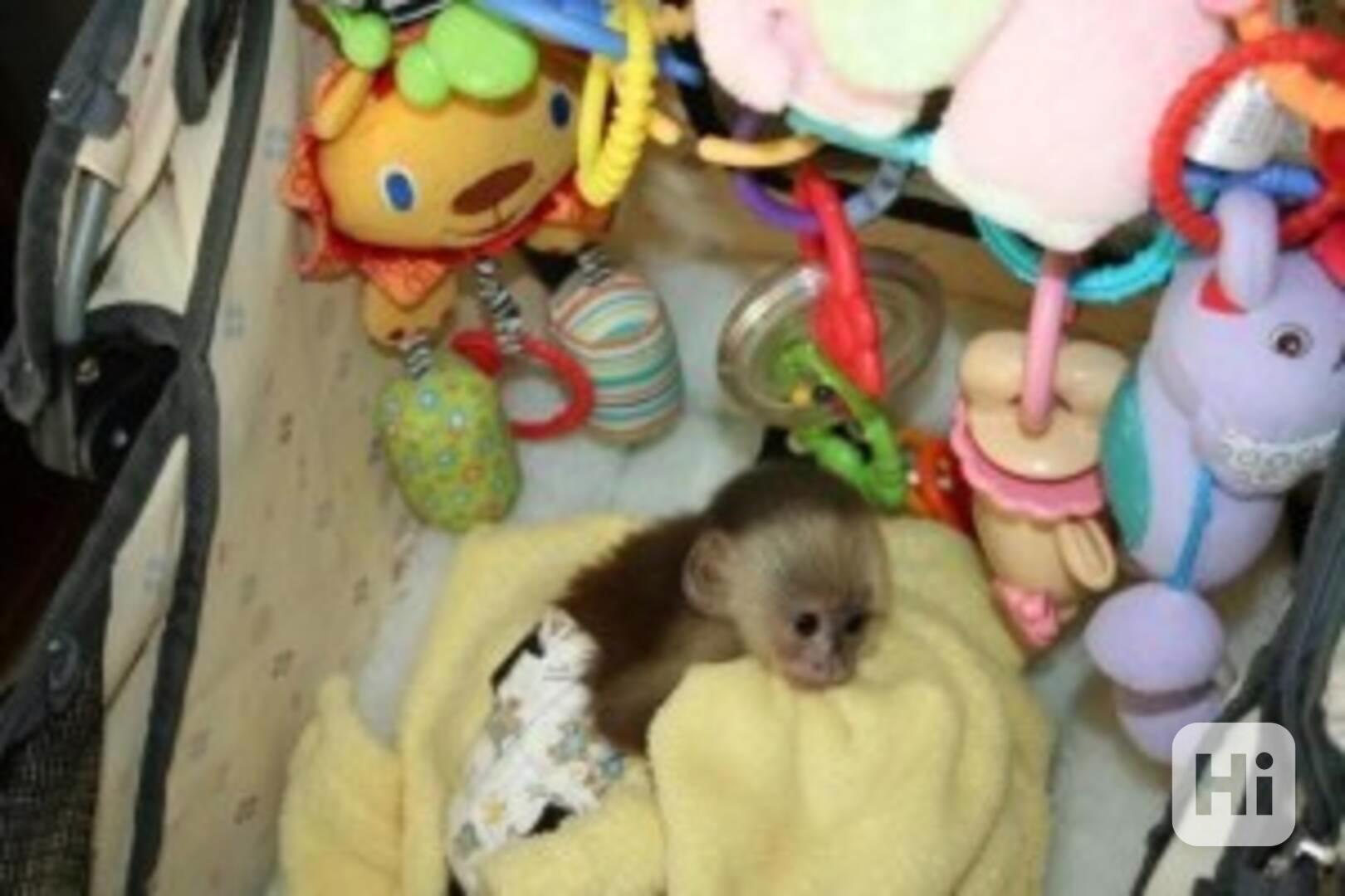  vycvičené kapucínské opice Malé, roztomilé a zdravé. Roztom - foto 1