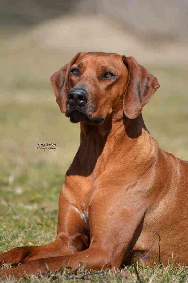 Rhodéský ridgeback s PP - foto 3