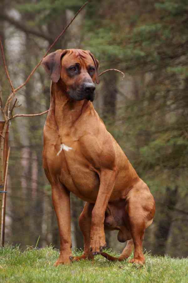 Rhodéský ridgeback s PP - foto 2