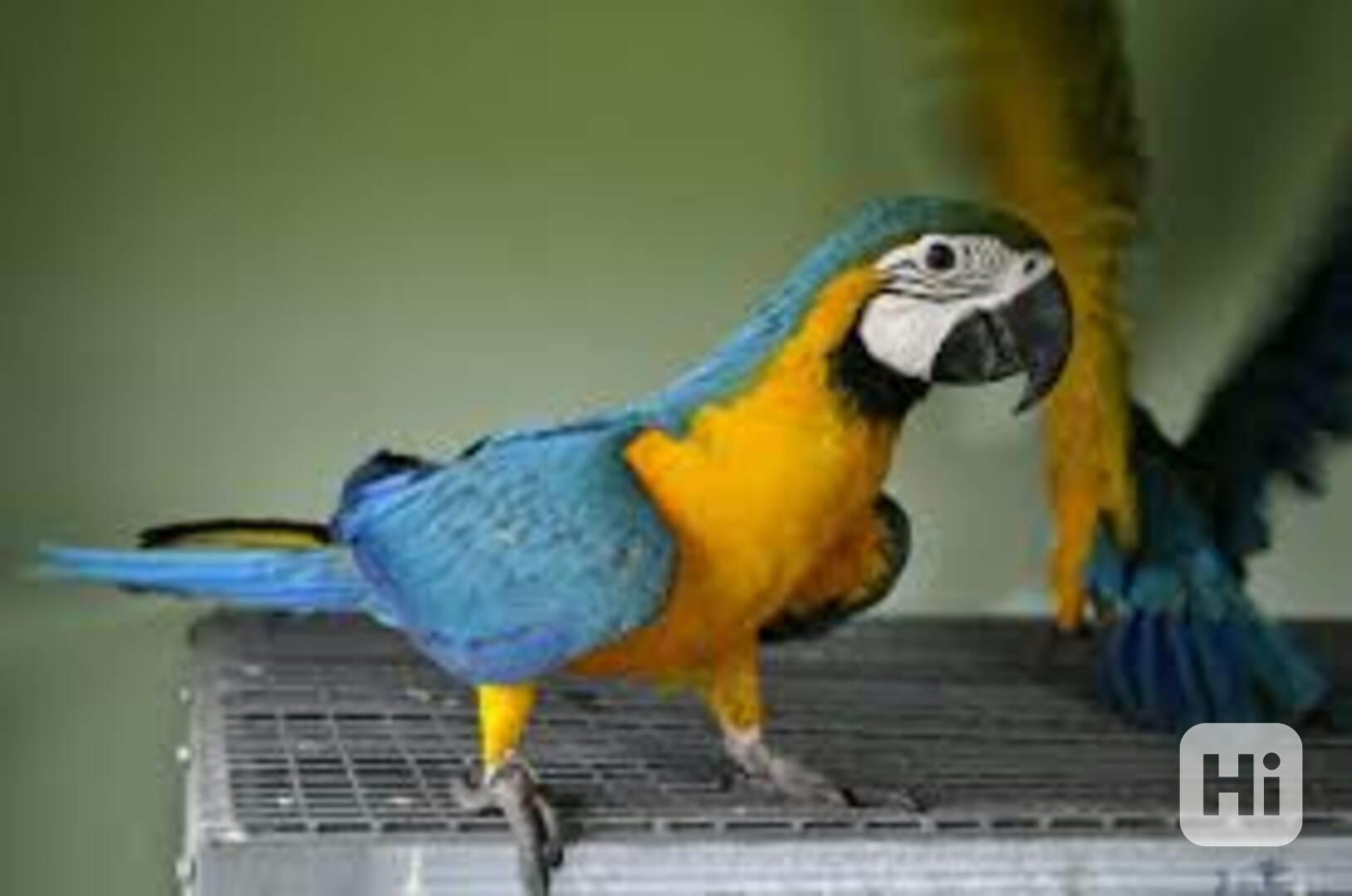 Papoušci typu Ara WhatsApp +420720249062 - foto 1