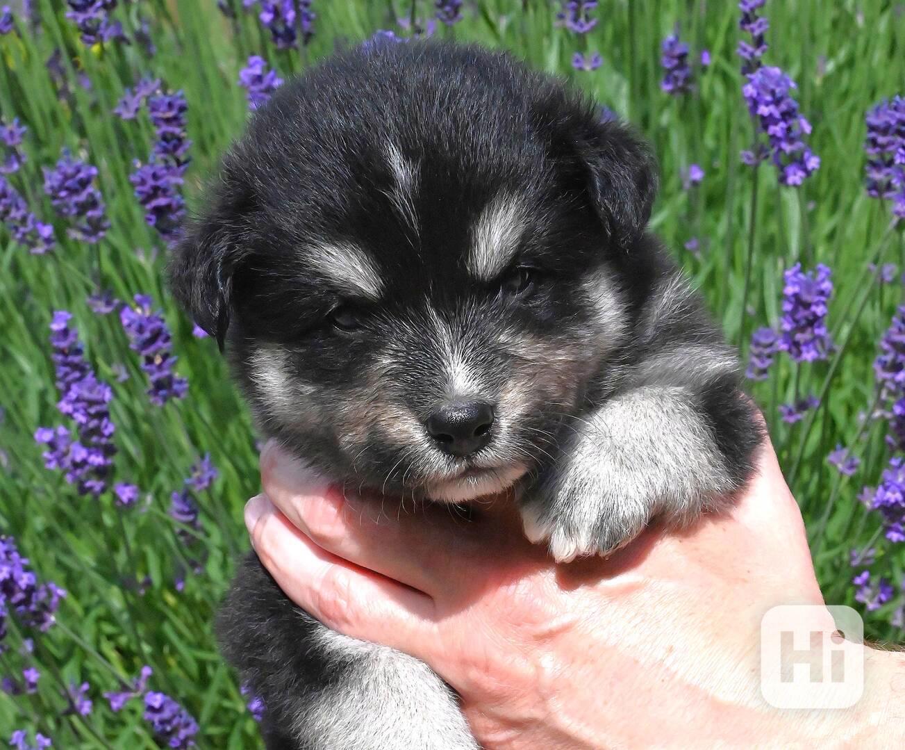 Štěňátko Finského laponského psa s PP - foto 1