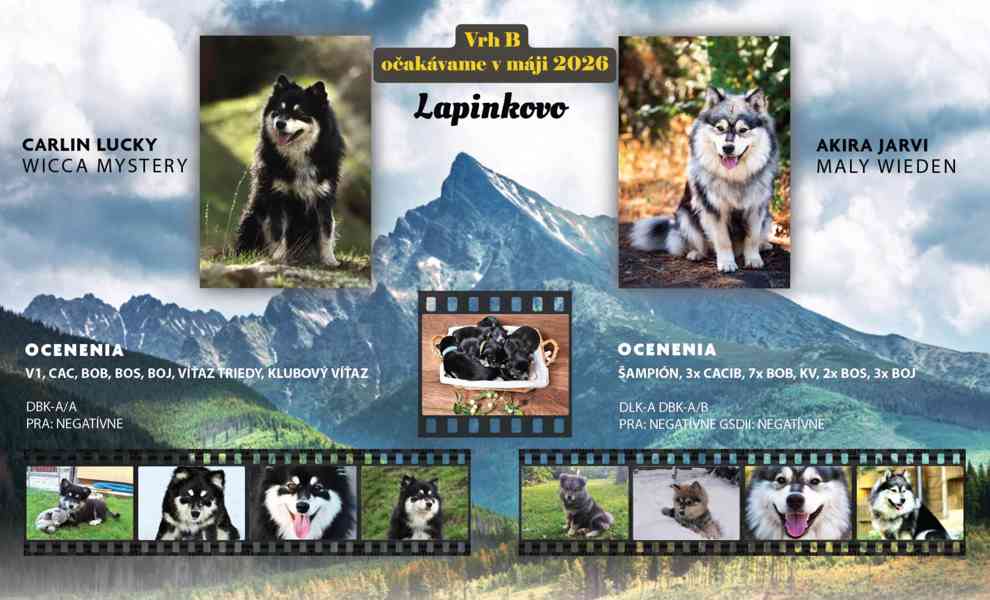 Štěňátko Finského laponského psa s PP - foto 3