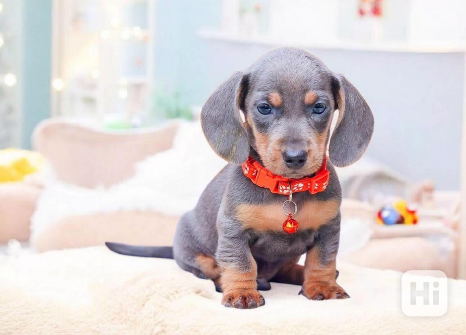 Úžasný miniaturní jezevčík, samec a samice - foto 1