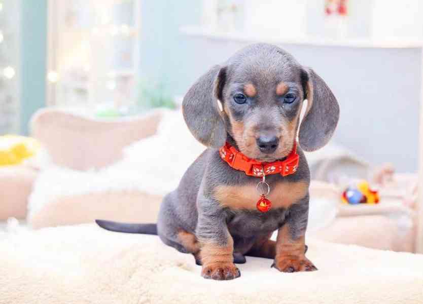 Úžasný miniaturní jezevčík, samec a samice - foto 1