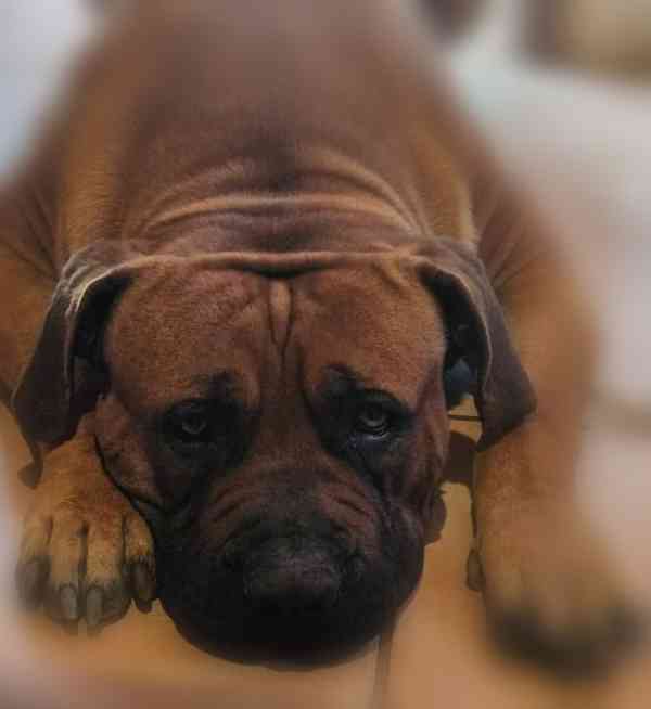 Boerboel - Jihoafrický Mastif  - foto 6