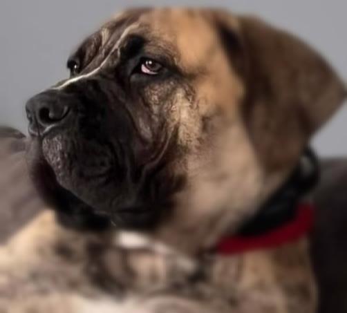 Boerboel - Jihoafrický Mastif  - foto 5