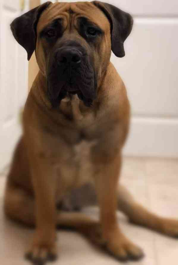 Boerboel - Jihoafrický Mastif  - foto 3