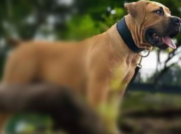 Boerboel - Jihoafrický Mastif  - foto 4