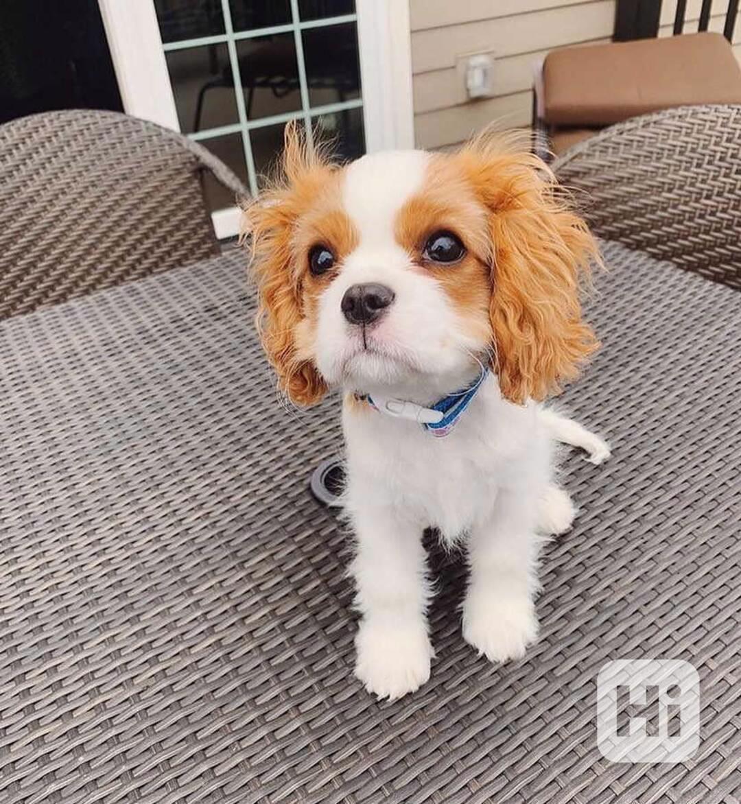 King charles španěl - štěňata - foto 1