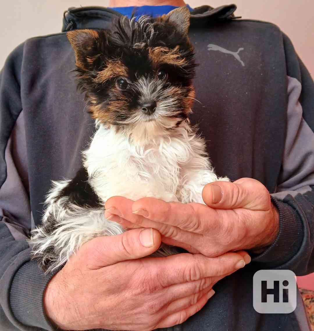 Biewer jorkširský terier pejsek  - foto 1