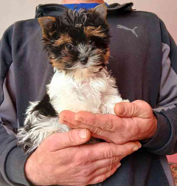 Biewer jorkširský terier pejsek  - foto 1