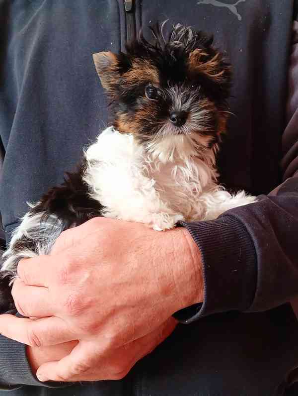 Biewer jorkširský terier pejsek  - foto 2