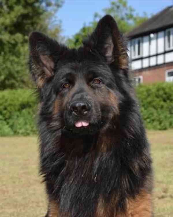 Štěňata německého ovčáka s dlouhou srstí od rodičů s testy - foto 1