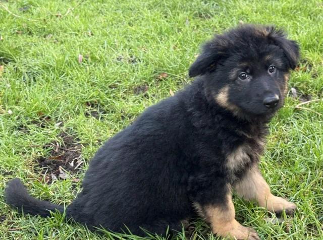 Štěňata německého ovčáka s dlouhou srstí od rodičů s testy - foto 2