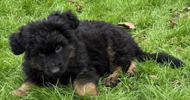 Štěňata německého ovčáka s dlouhou srstí od rodičů s testy - foto 3