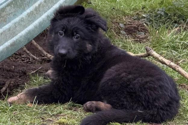 Štěňata německého ovčáka s dlouhou srstí od rodičů s testy - foto 4