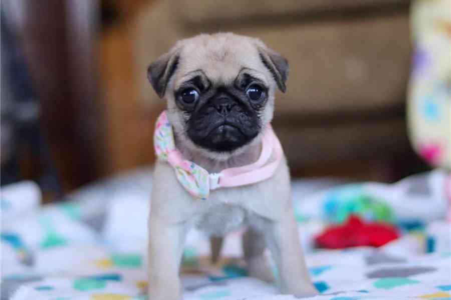 Štěňata mopsa do nových domovů - foto 1