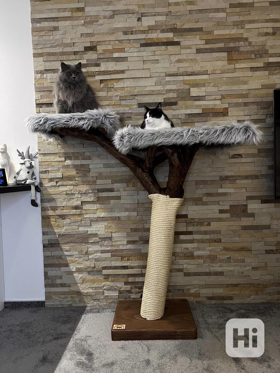 Kočičí strom  - foto 1