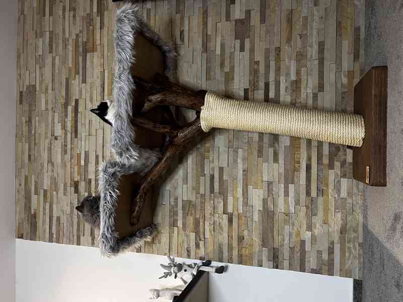 Kočičí strom  - foto 4