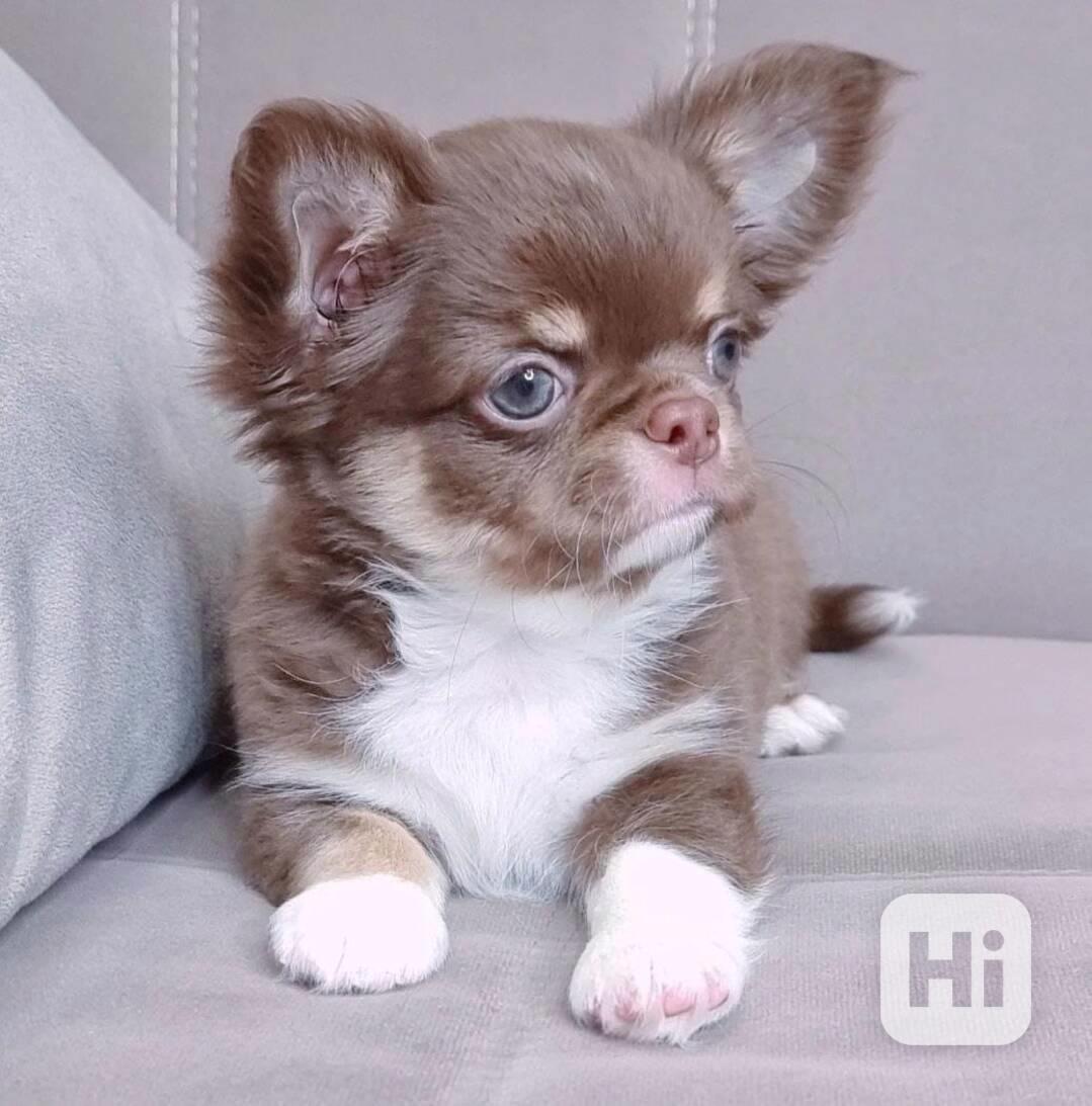 !! Talentovaná štěňata ČIVY PES A FENIČKA k adopci do příjem - foto 1