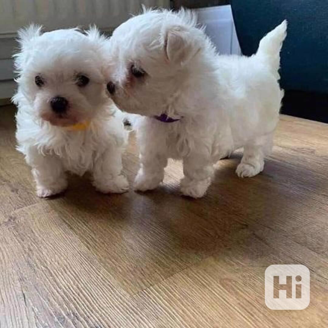 Štěňata maltézáka k adopci - foto 1