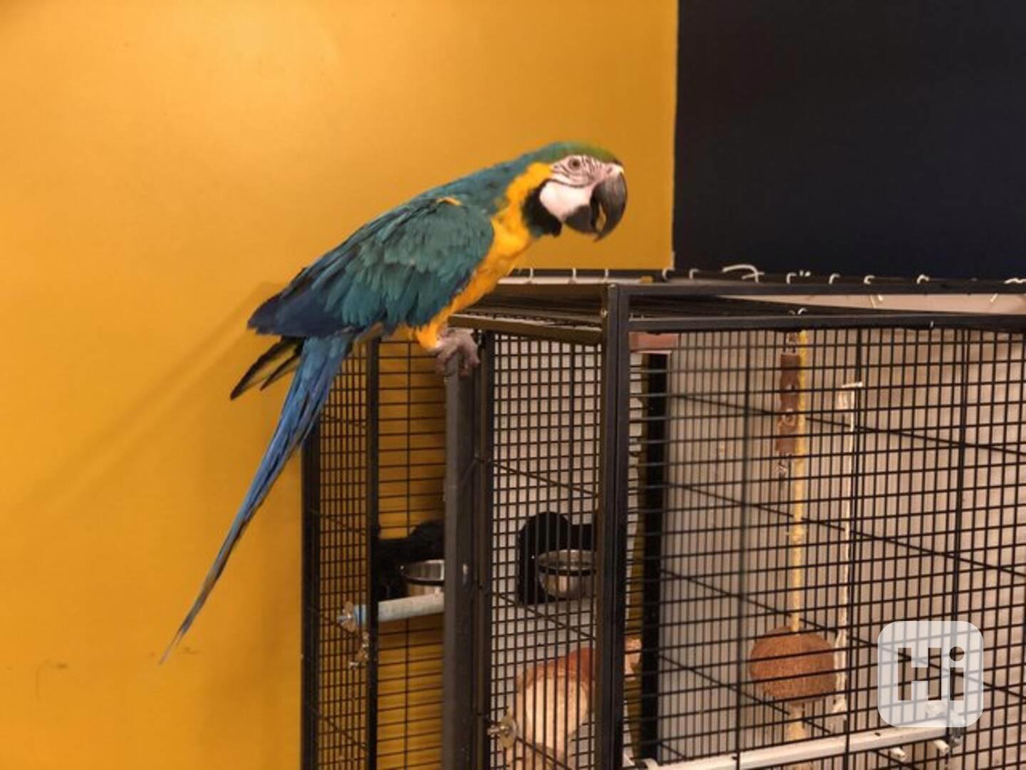Dobře vycvičení papoušci arové modré a zlaté - foto 1