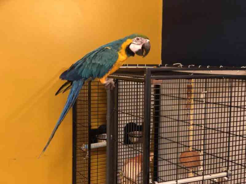 Dobře vycvičení papoušci arové modré a zlaté