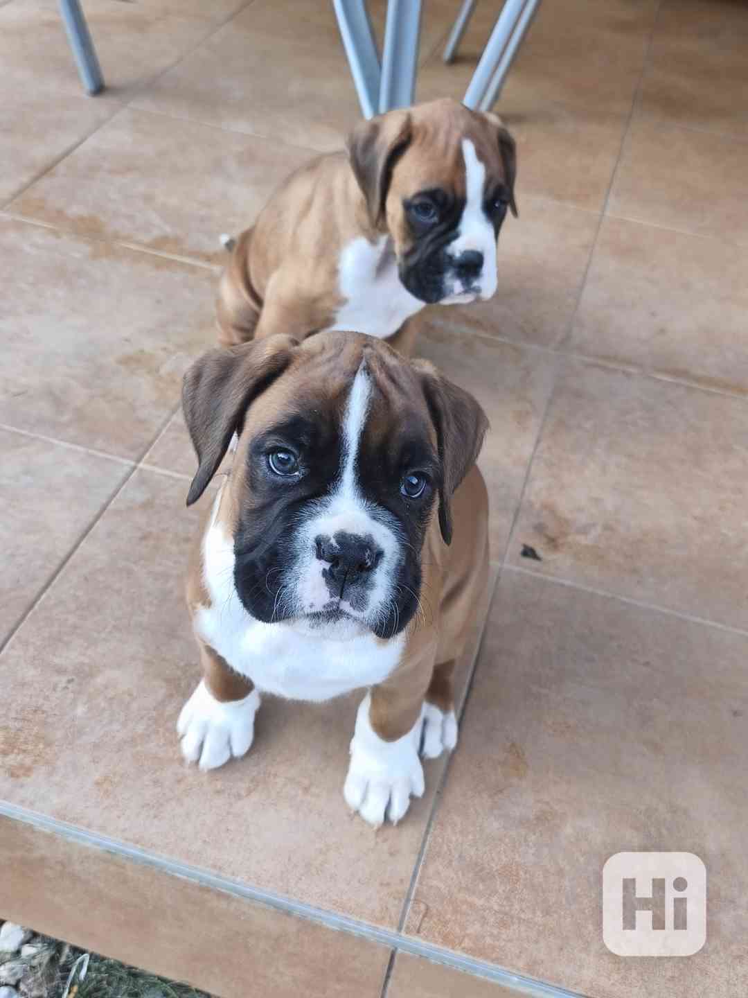 Německý boxer - foto 1